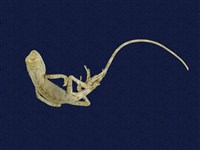 藏品(斯文豪氏攀蜥)的圖片